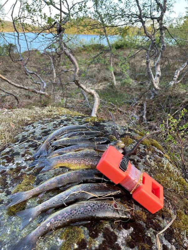  2 kpl taimensiima, 12 koukkua